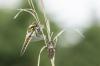 Libellula quadrimaculata